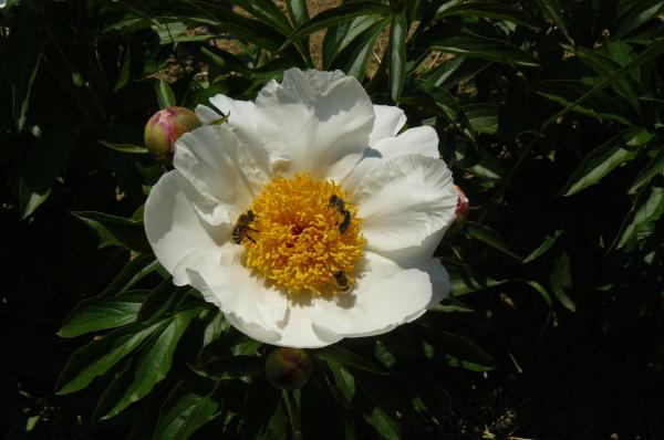 Pfingstrose White Wings Paeonia lactiflora